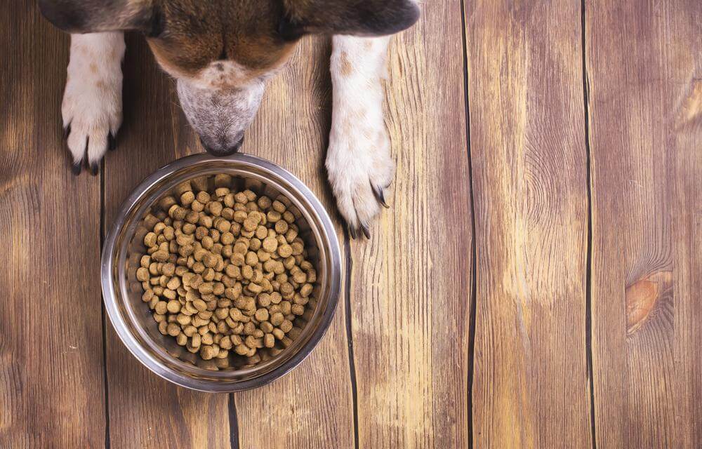 Know About The Right Food For Your Dog’s Allergies